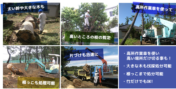 太い幹や大きな木も 高いところの枝の剪定 高所作業車を使って 根っこも処理可能 片づけも迅速に